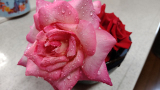 雨上がりのバラの切り花