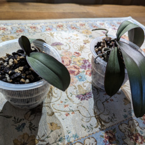 Thumbnail of post image 123