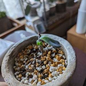Thumbnail of post image 132