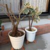 Thumbnail of new posts 133