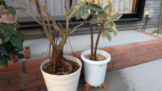 Thumbnail of post image 032