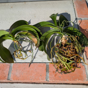 Thumbnail of post image 171