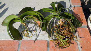 Thumbnail of post image 065