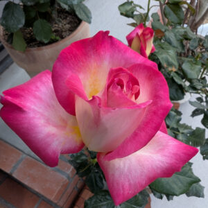 Thumbnail of new posts 173