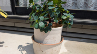 Thumbnail of post image 139