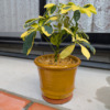 Thumbnail of new posts 141