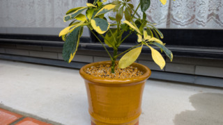 Thumbnail of post image 108
