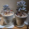 Thumbnail of new posts 184