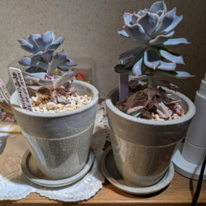 Thumbnail of new posts 156