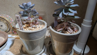 Thumbnail of post image 151