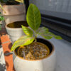 Thumbnail of new posts 197