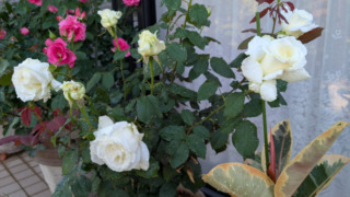 Thumbnail of post image 046