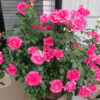 Thumbnail of new posts 033
