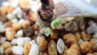 Thumbnail of post image 038