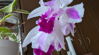 Thumbnail of post image 160