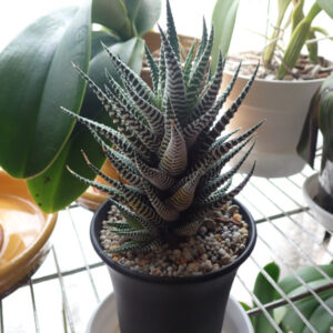 Thumbnail of new posts 099