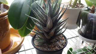 Thumbnail of post image 064