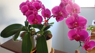 Thumbnail of post image 150