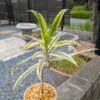 Thumbnail of new posts 169