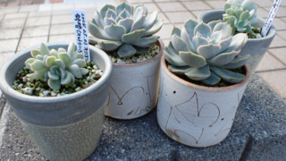 Thumbnail of post image 078