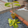 Thumbnail of new posts 153