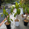 Thumbnail of new posts 146