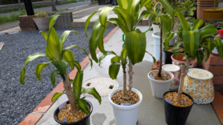 Thumbnail of post image 167